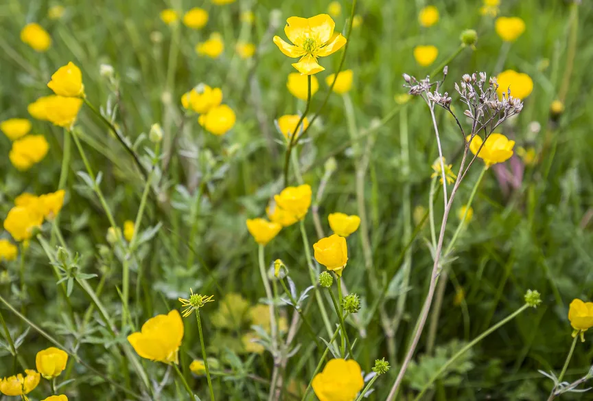 Flower field