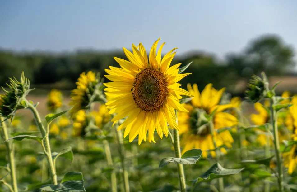 Lucas Lane - Hitchin Lavender 