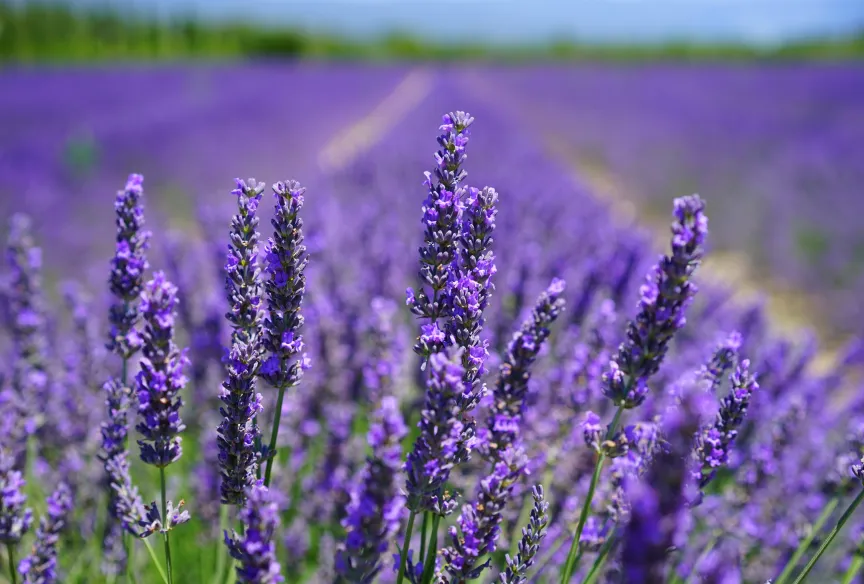 Finchingfield Lavender Farm