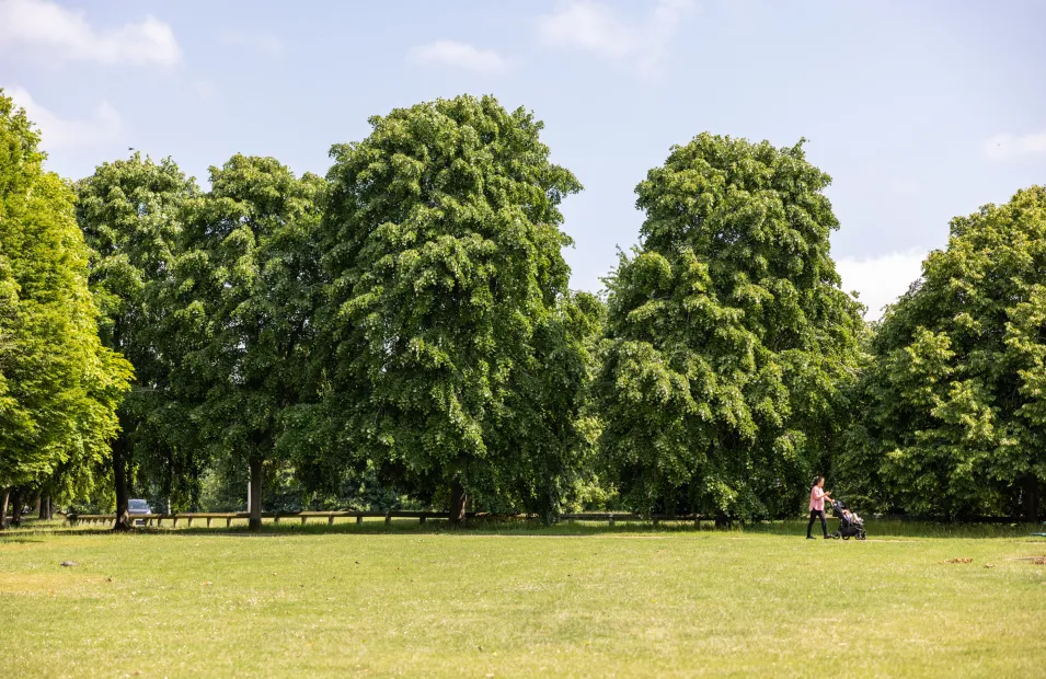 Stevenage Green Space